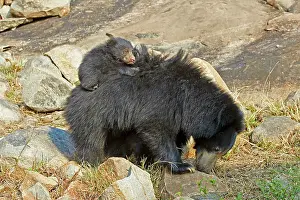 Sloth: 80181630 Sloth Bear - mother with baby Sandur Mountain