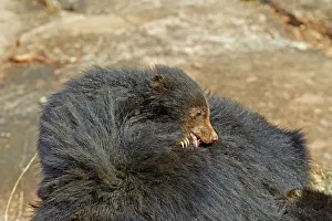 Sloth: 80181631 Sloth Bear - mother with baby Sandur Mountain