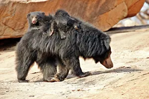Sloth: 80181632 Sloth Bear - mother with baby Sandur Mountain