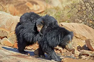 Sloth: 80181633 Sloth Bear - mother with baby Sandur Mountain