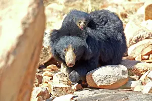 Sloth: 80181634 Sloth Bear - mother with baby Sandur Mountain