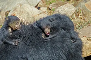 Sloth: 80181635 Sloth Bear - mother with baby Sandur Mountain