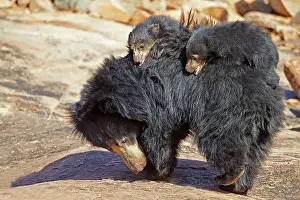 Sloth: 80181636 Sloth Bear - mother with baby Sandur Mountain