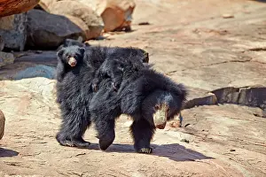 Sloth: 80181637 Sloth Bear - mother with baby Sandur Mountain