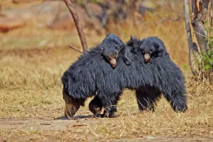 Sloth: 80181638 Sloth Bear - mother with baby Sandur Mountain