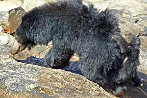 Sloth: 80181639 Sloth Bear - mother with baby Sandur Mountain