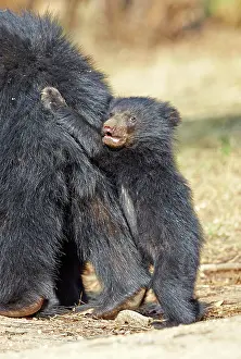 Sloth: 80181640 Sloth Bear - mother with baby Sandur Mountain