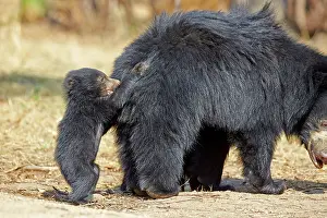 Sloth: 80181641 Sloth Bear - mother with baby Sandur Mountain