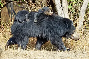 Sloth: 80181642 Sloth Bear - mother with baby Sandur Mountain