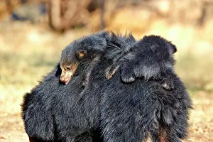 Sloth: 80181643 Sloth Bear - mother with baby Sandur Mountain