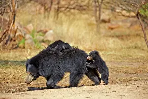 Sloth: 80181644 Sloth Bear - mother with baby Sandur Mountain