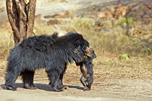 Sloth: 80181645 Sloth Bear - mother with baby Sandur Mountain