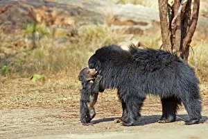 Sloth: 80181646 Sloth Bear - mother with baby Sandur Mountain