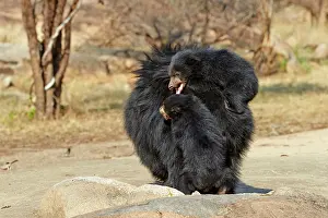 Sloth: 80181647 Sloth Bear - mother with baby Sandur Mountain