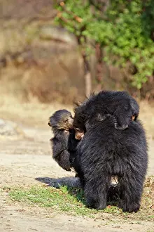 Sloth: 80181648 Sloth Bear - mother with baby Sandur Mountain