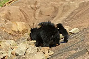 Sloth: 80181649 Sloth Bear - mother with baby Sandur Mountain