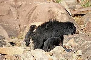 Sloth: 80181651 Sloth Bear - mother with baby Sandur Mountain