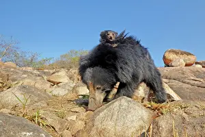Sloth: 80181652 Sloth Bear - mother with baby Sandur Mountain