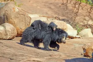 Sloth: 80181653 Sloth Bear - mother with baby Sandur Mountain