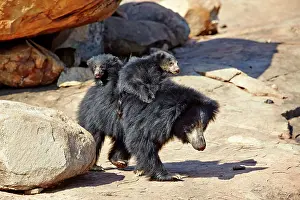 Sloth: 80181654 Sloth Bear - mother with baby Sandur Mountain