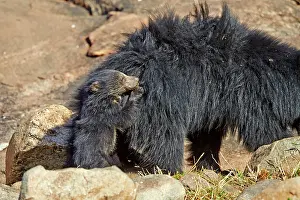 Sloth: 80181655 Sloth Bear - mother with baby Sandur Mountain