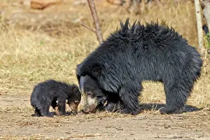 Sloth: 80181656 Sloth Bear - mother with baby Sandur Mountain