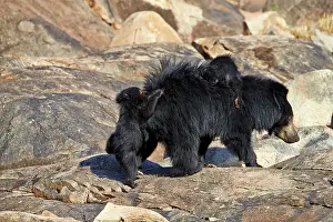 Sloth: 80181657 Sloth Bear - mother with baby Sandur Mountain