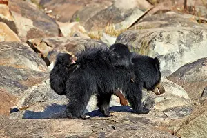 Sloth: 80181658 Sloth Bear - mother with baby Sandur Mountain
