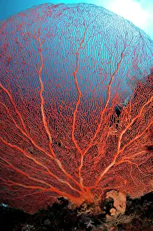 Komba: 80182177 Gorgonian Sea Fan - with sun in background