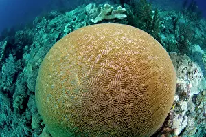 Hard: 80182179 Brain Coral Cauldron Point dive site, Komba