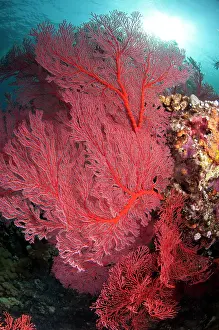 Caldera: 80182180 Sea Fan - with sun in background Caldera
