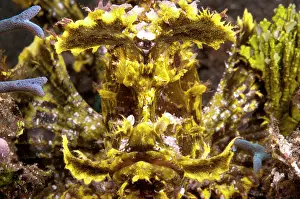 Flores: 80182184 Weedy Scorpionfish The Brewery dive site