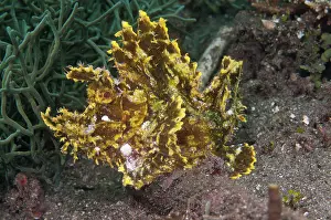 Flores: 80182185 Weedy Scorpionfish The Brewery dive site