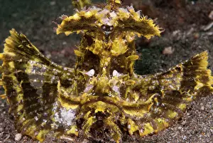 Flores: 80182186 Weedy Scorpionfish The Brewery dive site