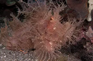 Flores: 80182188 Lacey Scorpionfish The Brewery dive site