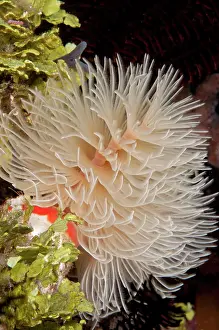 Worm: 80182190 Christmas Tree Worm - feeding with feathery