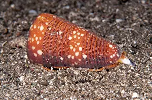 Flores: 80182193 Cone Shell - on sand on night dive The