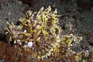 Flores: 80182195 Weedy Scorpionfish - on black sand night