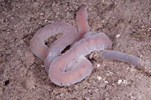 Worm: 80182196 Ribbon Worm - on sand during night dive