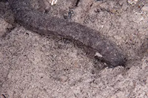 Flores: 80182197 Beaked Sea Snake - on sand during night