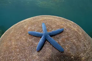 Flores: 80182202 Starfish - on Brain Coral (Platygyra lamellina)