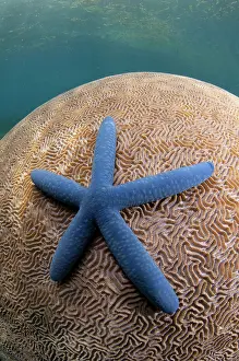 Flores: 80182203 Starfish - on Brain Coral (Platygyra lamellina)