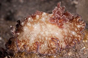 Gill: 80182209 Bohol Discodoris Nudibranch - night dive