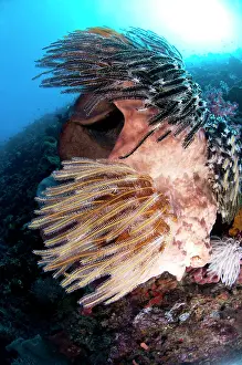 Sponge: 80182213 Barrel Sponge - with crinoids with sun