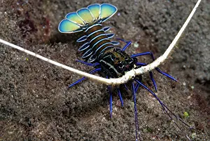 Lobster: 80182215 Painted Spiny Lobster - Juvenile on black