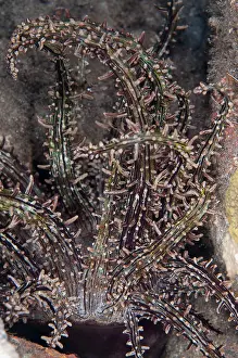 Wetar: 80182216 Nocturnal Sand Anemone - on night dive