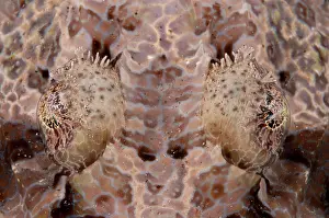 Wetar: 80182218 Crocodile Flathead - eyes on night dive