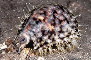Papillae: 80182219 Tiger Cowrie - on black sand on night dive