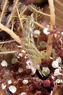 Cerata: 80182220 Trinchesia Nudibranch - on Hydroid on night