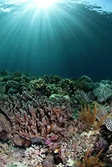 Rays: 80182221 Sun rays - over Coral Mutiny Point dive